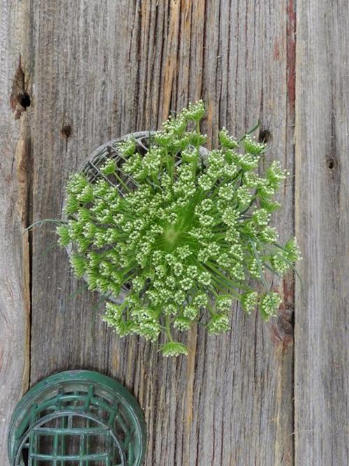 GREEN MIST  QUEEN ANNE`S LACE